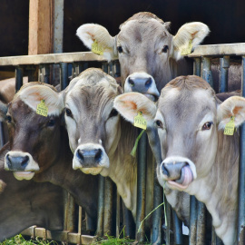 Unas vacas en una granja.