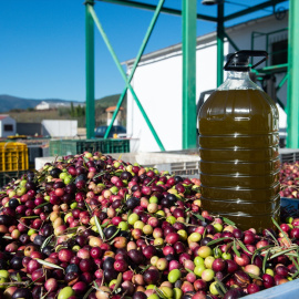 Una garrafa de aceite sobre cientos de aceitunas, en Gata (Cáceres), a 24 de noviembre de 2023.