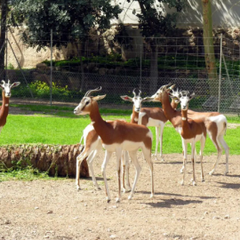 26/06/2024 Gacelas en el Centro de Rescate de la Fauna Sahariana de Almería, a 18 de junio de 2024.