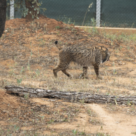 Un lince ibérico, a 19 de junio del 2023 en Andújar (Jaén).