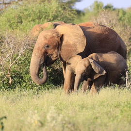 Elefantes de pie en el parque nacional de Tsavo East, Kenia