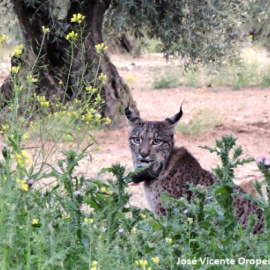 Un ejemplar de lince ibérico.- LIFE+IBERLINCE