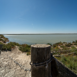 Imagen de archivo de los terrenos de la finca 'Veta la Palma', a 24 de abril de 2024, en La Puebla del Río, Sevilla.