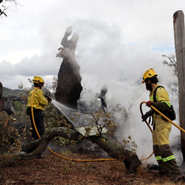 Efectius de les ADF treballant per extingit el foc a l'alzina mil·lenària de Can Gol en una imatge d'arxiu