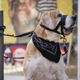 Imagen de archivo de un perro atado a un poste.