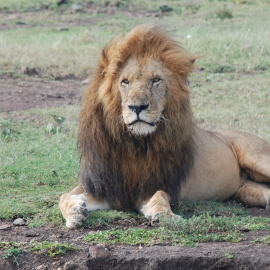 Fotografía de archivo de Scarface, el león más famoso de Kenia. — KWT / MPCP