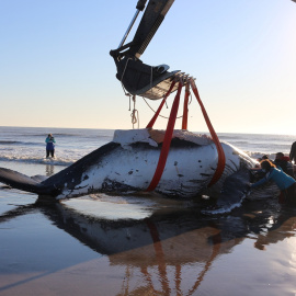 18/03/22. Rescate de una ballena varada. Imagen de archivo.