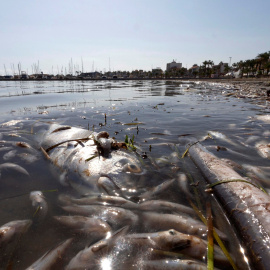 Miles de peces y crustáceos aparecieron muertos en el Mar Menor por la gota fría. / EFE