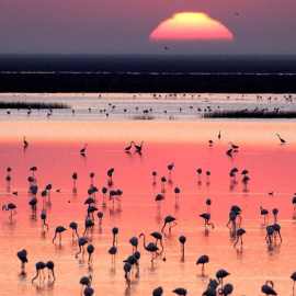 Un atardecer en Doñana.