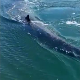 La ballena que no quería estar en un club náutico