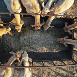 Imagen tomada desde un dron donde varias vacas se alimentan de paja en un prado de la localidad de Erdozain.