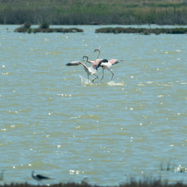 Aves en los terrenos de la finca 'Veta la Palma', a 24 de abril de 2024, en La Puebla del Río, Sevilla. Archivo.