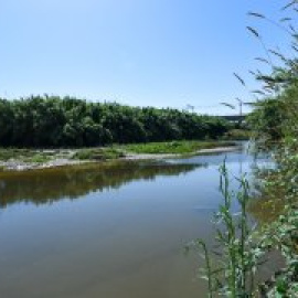 L'àmbit metropolità del riu Llobregat té més de 2.500 espècies de flora i fauna, de les quals 336 protegides