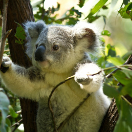 Ejemplar de koala en Queensland (Australia). /QTU