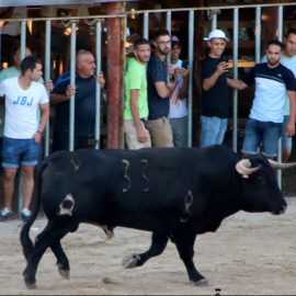 Un bou als correbous de l'Aldea, en una imatge d'arxiu