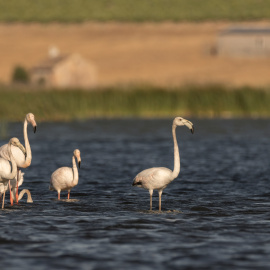 Imagen recurso de un grupo de flamencos sobre el agua. - UNSPLASH