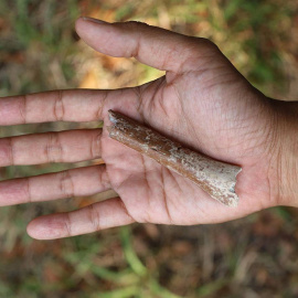 06/08/2024 El fragmento distal de húmero excavado en el yacimiento de Mata Menge (Indonesia).