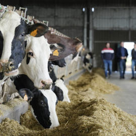 5 de febrero de 2024. Varias vacas en una explotación agraria en Ourense, a 5 de febrero de 2024.