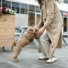 Día Mundial del Perro con los abandonos disparados