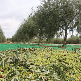 Un grapat d'olives acabades de collir damunt una borrassa, en una finca de la Selva del Camp, en una imatge d'arxiu