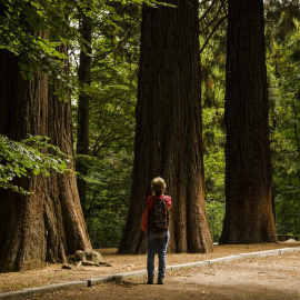 Secuoyas en el parque natural del Montseny, a 19 de septiembre de 2023, en Barcelona.