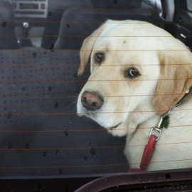 Un perro en un coche.