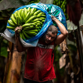 Un agricultor del plátano recoge plataneras en una finca de Fuencaliente, en La Palma, Santa Cruz de Tenerife, Canarias (España).