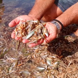 Peces y crustáceos muertos en el Mar Menor el pasado 14 de octubre.  ASOCIACIÓN ANSE