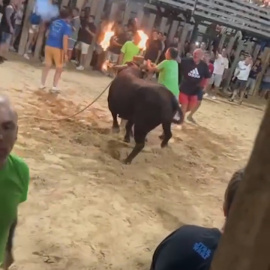 Maltrato animal en Sollana: un toro embolado acaba herido e indigna a la comunidad animalista