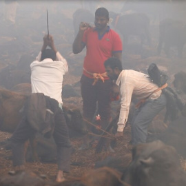 Un momento del ritual captado por Igualdad Animal, que  está documentando con drones y cámaras el mayor sacrificio religioso de animales del mundo.