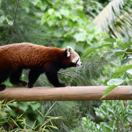 La femella de panda vermell que el Zoo de Barcelona ha acollit.