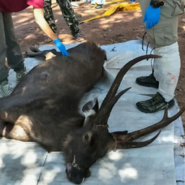 26/11/2019 - Un ciervo con siete kilos de basura en su estómago en Tailandia. / FACEBOOK DEL DEPARTAMENTO DE PARQUES NACIONALES