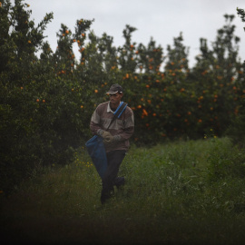 Un trabajador migrante en una plantación de mandarinas en Lepe (Huelva). CRISTINA QUICLER / AFP