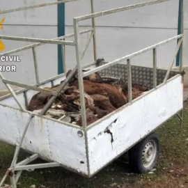 Los agentes de la Guardia Civil junto con veterinarios de la Junta de Extremadura, se personaron en la finca el pasado miércoles. | EP