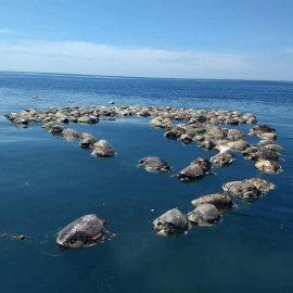 Tortugas muertas en Puerto Escondido, en el estado mexicano de Oaxaca. / EFE