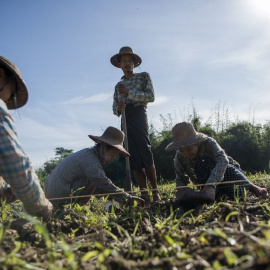 Cultivos. AFP Photo/Ye Aung Thu