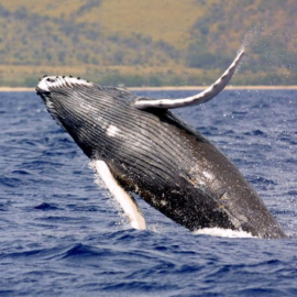 La especie de ballena jorobada ha llegado a medir hasta 16 metros de longitud y pesar 43 toneladas - EFE