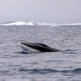 Una ballena en la Antártida. EFE