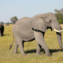 Un elefante en África. REUTERS / MIKE HUTCHINGS