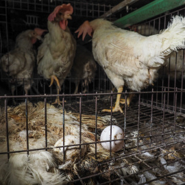 Una de las fotografías obtenidas en una granja de gallinas ponedoras en Italia con unas condiones de salubridad pésimas./IGUALDAD ANIMAL