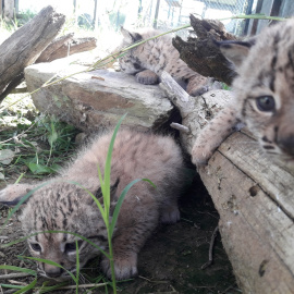 Rally, Risco y René son los nombres elegidos por los internautas para los tres cachorros de lince ibérico nacidos esta temporada de cría en Zarza de Granadilla, Cáceres, (España), a 4 de junio de 2020.