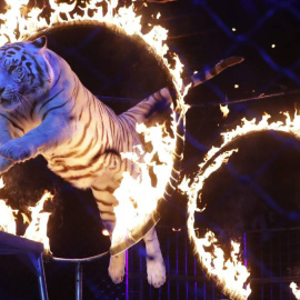 Bilbao prohíbe los circos con animales salvajes. EFE