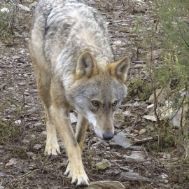 El lobo es una especie que la Directiva Europea Hábitats cataloga como "estrictamente protegida" - EFE