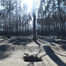 El cadáver de un koala calcinado por el fuego en Kangaroo Island, Australia | EFE