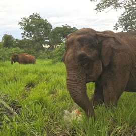 Ramba, elefante de Chile. Foto del instagram elefantebrasil