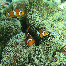 'Stichodactyla gigantea' en el arrecife de coral cerca de la isla japonesa Sesoko / Michael arvedlund para Wikipedia