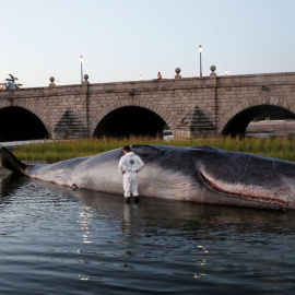 La escultura hiperrealista de un cachalote varado en pleno río Manzanares, en Madrid. AYUNTAMIENTO DE MADRID