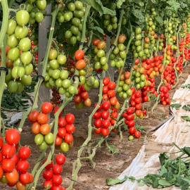 23/05/2022 Plantación de tomates en Italia.