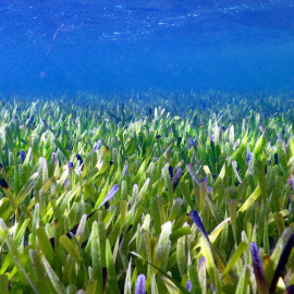 (1/6/2022) La planta más grande del mundo en la Bahía de Shark, al oeste de Australia.