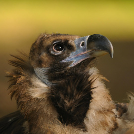 Un ejemplar de buitre leonado. SEO/BirdLife